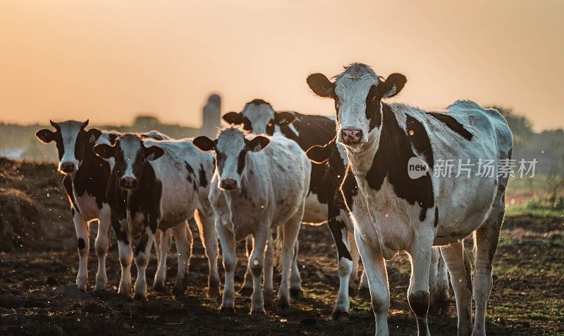 Les vaches au champs